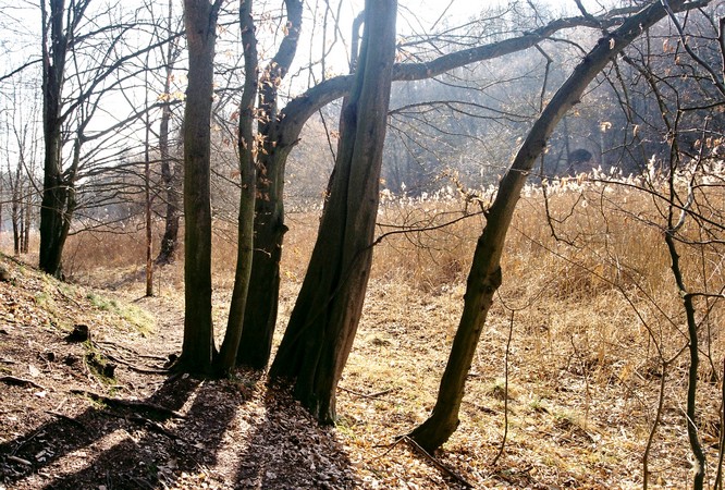 Na pěšině u lesa / At a path by the wood