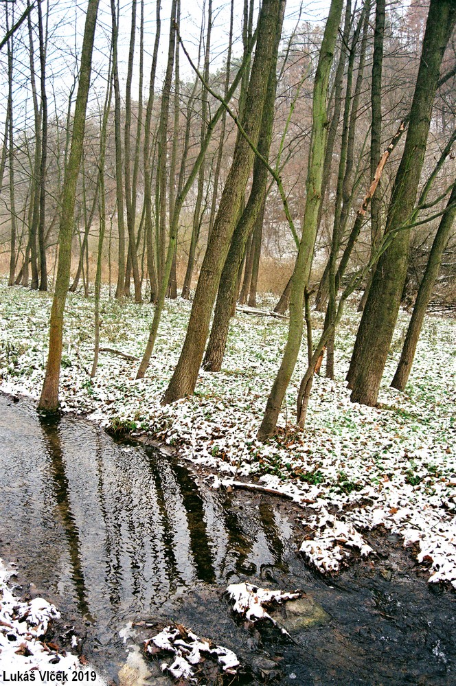 Potok Ponávka v kaštanovo-olšové aleji