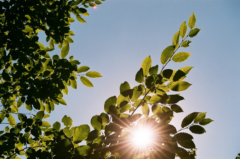 Bukové listí v obloze / Beech leafs in sky