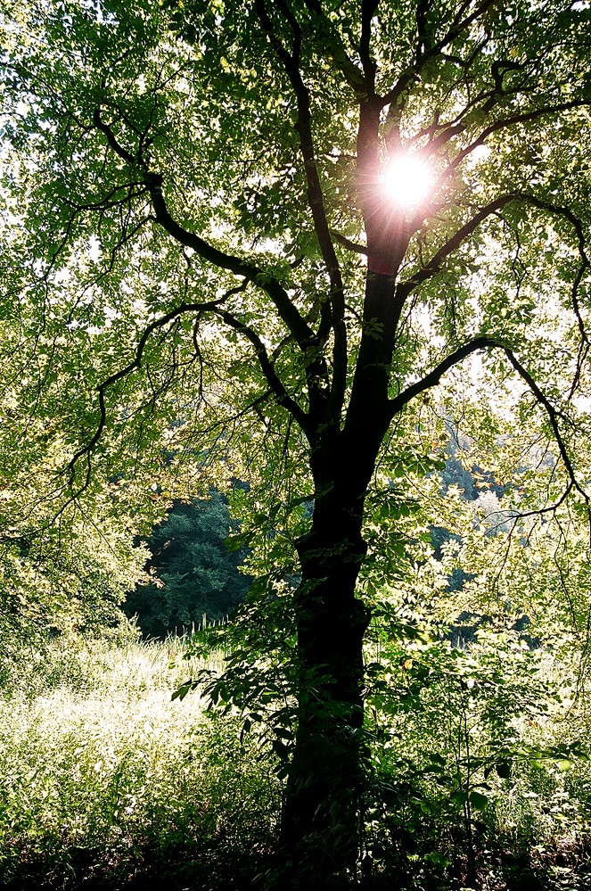 Kaštan v aleji / Horse-chestnut tree in alley