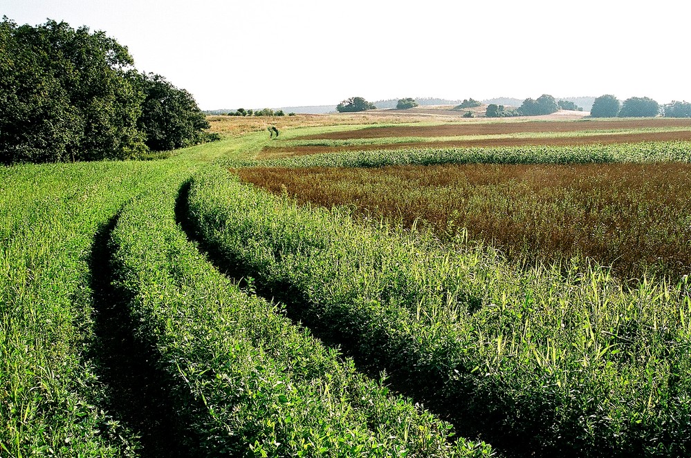Cesta / Path