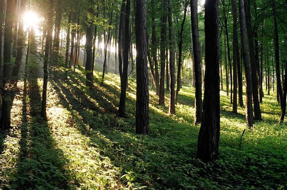 Průsvit stromovím v červenci 2006 horizontálně 999