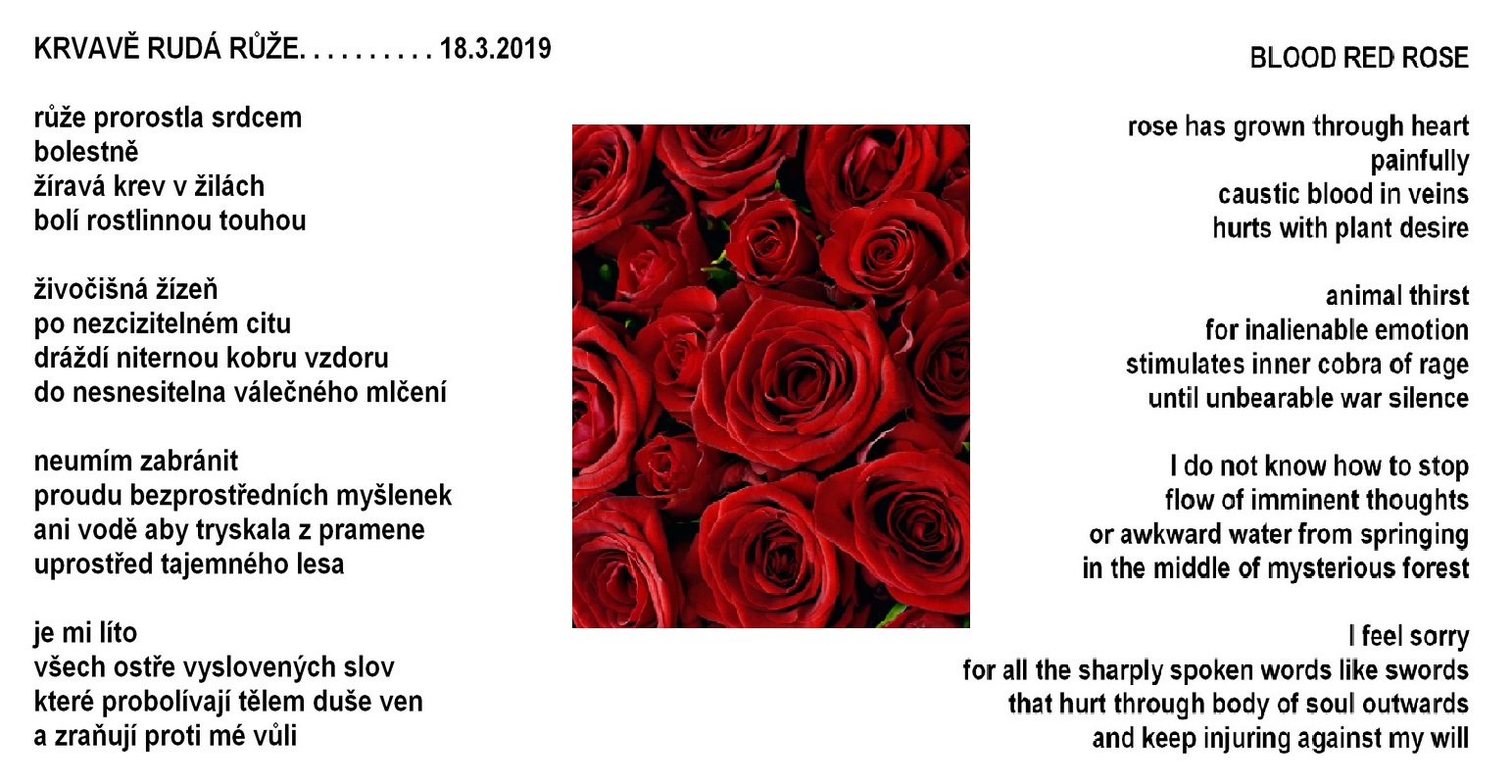 Krvavě rudá růže / Blood red rose