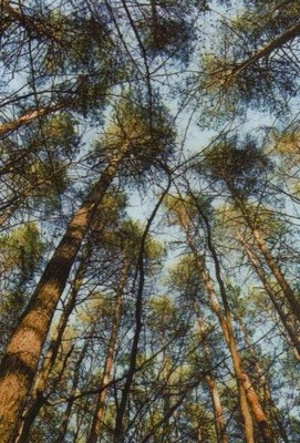 Pohled do korun borovic blízko rybníka U nádraží 2002