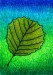 Olšový list / Aldertree leaf